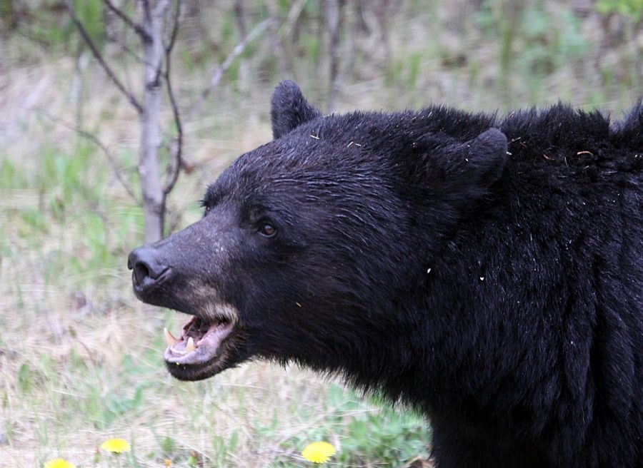 BLACK   BEAR.jpg