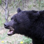 BLACK   BEAR.jpg