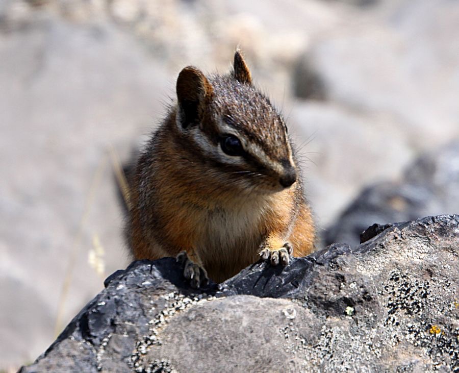 CHIPMUNK.jpg