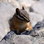 CHIPMUNK.jpg