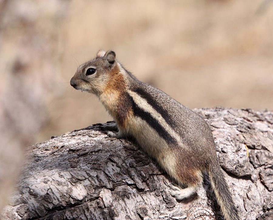 GOLDEN -MANTLED GROUND SQUIRREL.jpg
