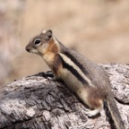GOLDEN -MANTLED GROUND SQUIRREL.jpg