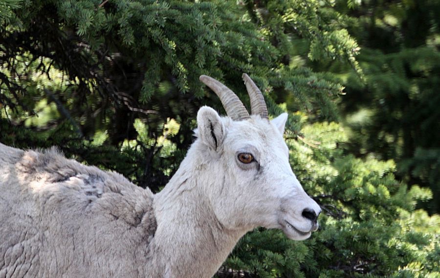 MOUNTAIN  GOAT.jpg
