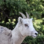 MOUNTAIN  GOAT.jpg