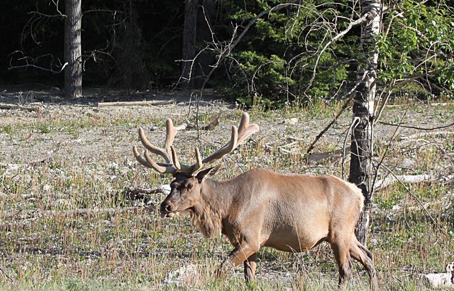 MULE DEER.jpg