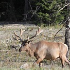 MULE DEER.jpg