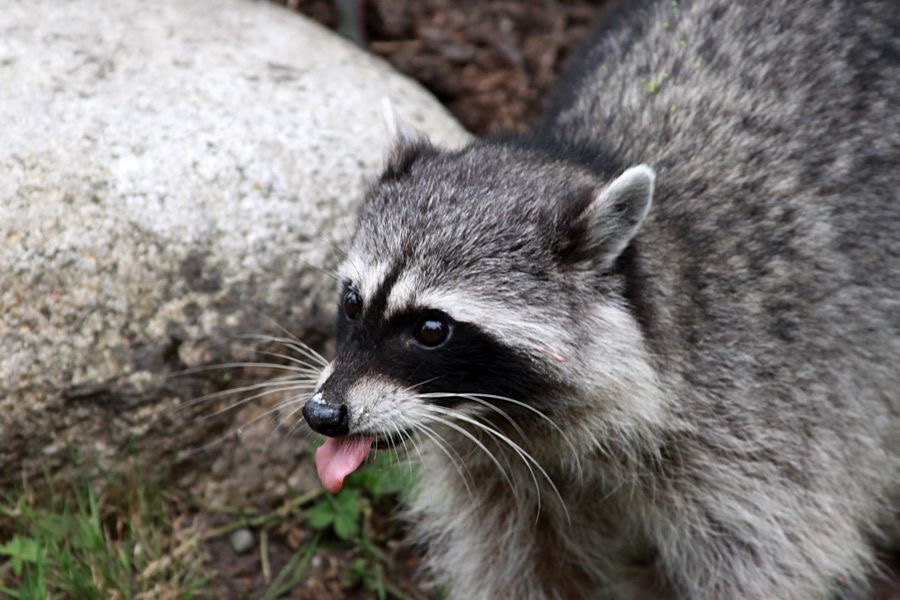 RACCOON.jpg