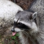 RACCOON.jpg