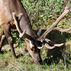 WHITE TAILED  DEER.jpg