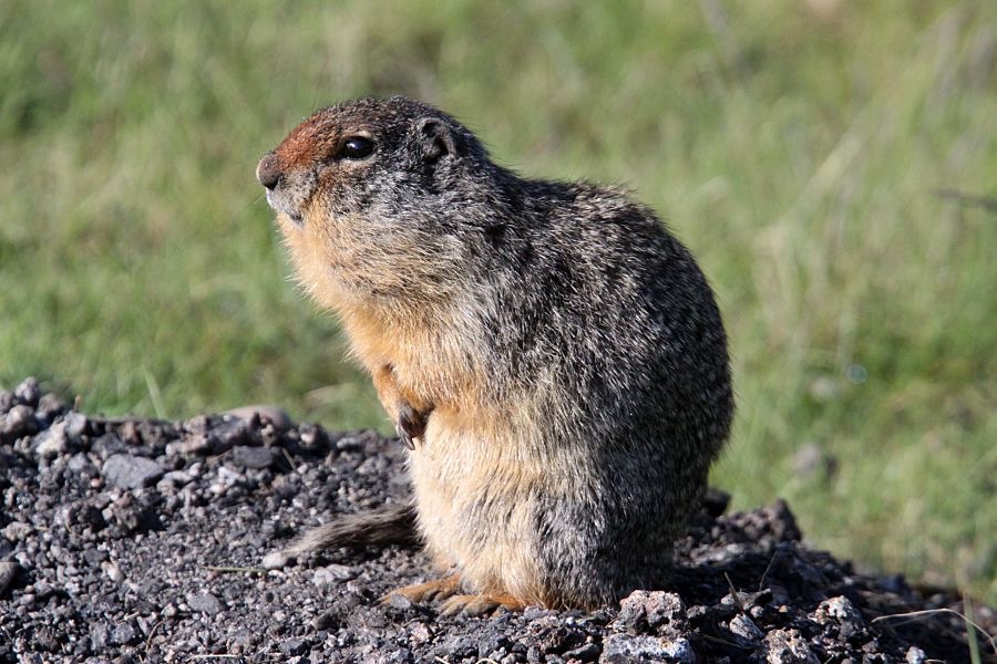 YELLOW-BELLIED   MARMOT.jpg