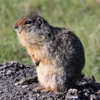 YELLOW-BELLIED   MARMOT.jpg