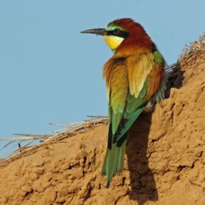BEE-EATER.  EUROPEAN  SPAIN.jpg