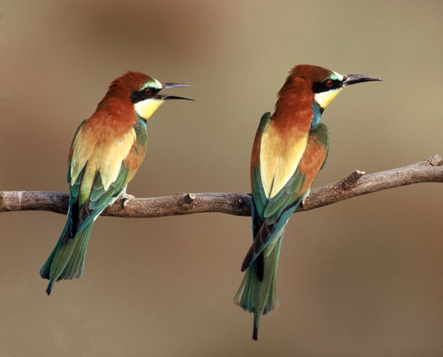 BEE-EATERS   EUROPEAN  SPAIN.JPG