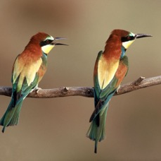 BEE-EATERS   EUROPEAN  SPAIN.JPG