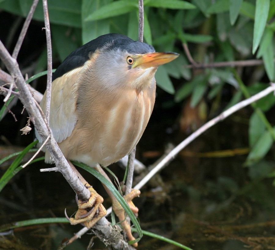 BITTERN      LITTLE      male    LESVOS.jpg