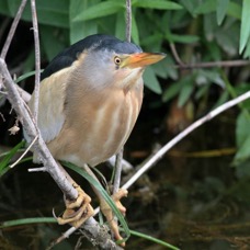 BITTERN      LITTLE      male    LESVOS.jpg