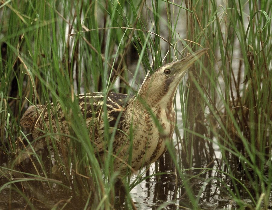 BITTERN..   GREAT        LESVOS..JPG