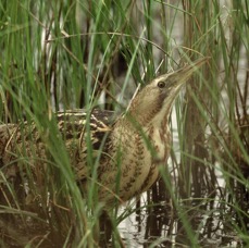 BITTERN..   GREAT        LESVOS..JPG