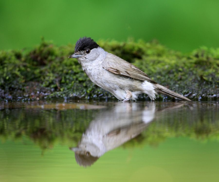 BLACKCAP   male  HUNGARY.JPG