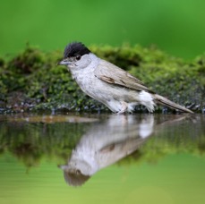 BLACKCAP   male  HUNGARY.JPG