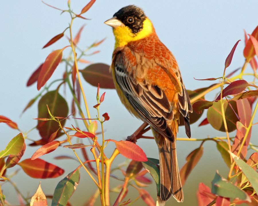 BUNTING     BLACK- HEADED.    male  LESVOS.jpg