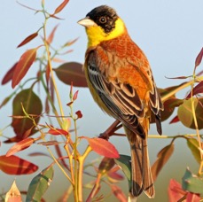 BUNTING     BLACK- HEADED.    male  LESVOS.jpg