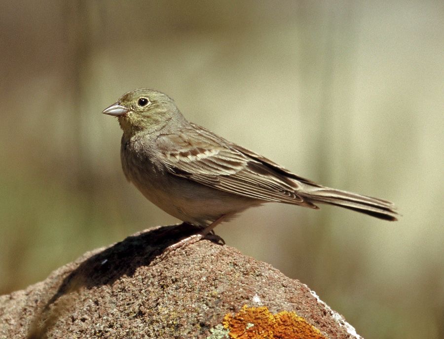 BUNTING.             CINEREOUS.    male  LESVOS.JPG
