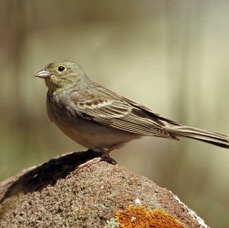 BUNTING.             CINEREOUS.    male  LESVOS.JPG