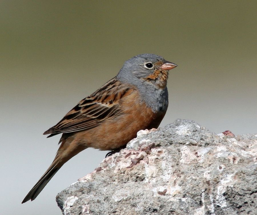 BUNTING..         CRETZSCHMARS   male LESVOS.jpg