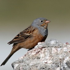 BUNTING..         CRETZSCHMARS   male LESVOS.jpg