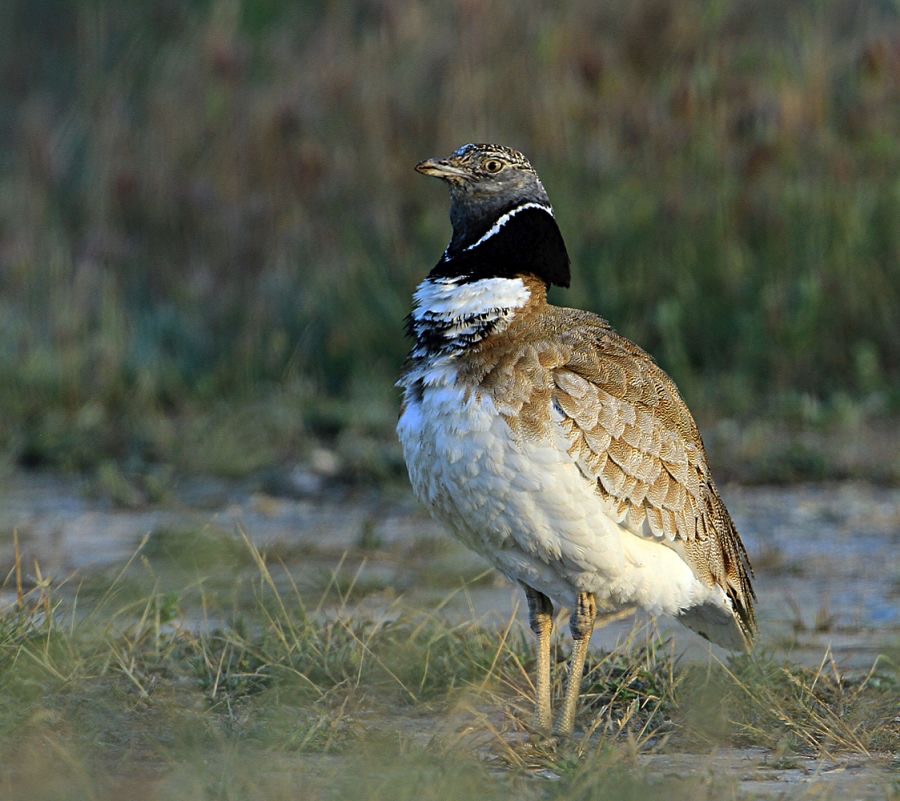 BUSTARD      LITTLE     Male SPAIN.jpg