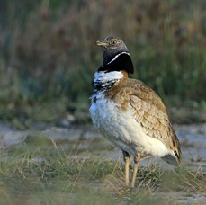 BUSTARD      LITTLE     Male SPAIN.jpg
