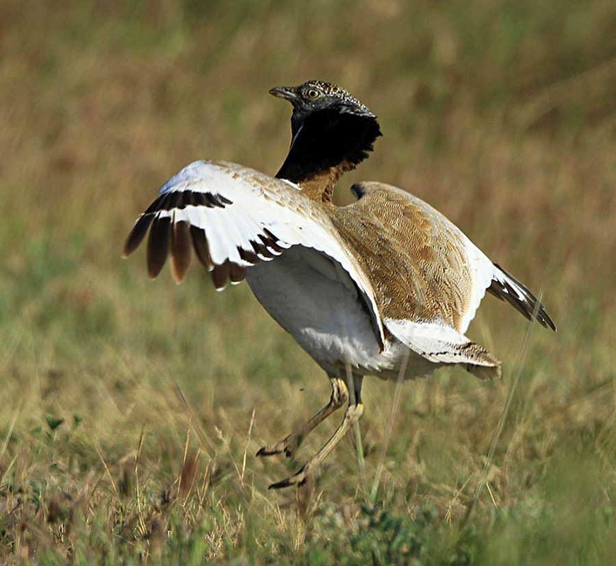 BUSTARD      LITTLE    Male  Displaying SPAIN.jpg