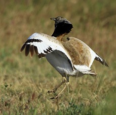 BUSTARD      LITTLE    Male  Displaying SPAIN.jpg