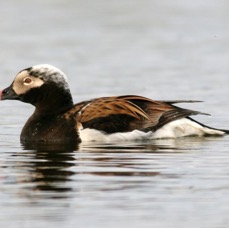 DUCK           LONG TAILED  male  ICELAND.JPG
