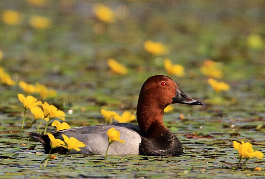 DUCK    POCHARD  male  HUNGARY.jpg