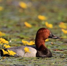 DUCK    POCHARD  male  HUNGARY.jpg