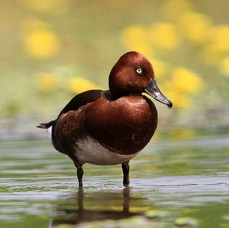 DUCK  FERRUGINOUS.  HUNGARY.jpg