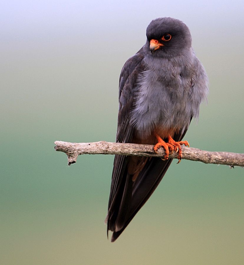 FALCON    male          RED FOOTED         HUNGARY.jpg