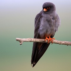 FALCON    male          RED FOOTED         HUNGARY.jpg