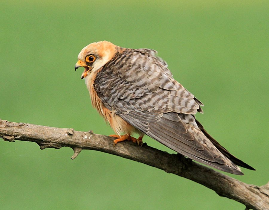 FALCON  female          RED FOOTED   HUNGARY.jpg