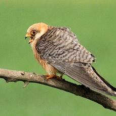 FALCON  female          RED FOOTED   HUNGARY.jpg