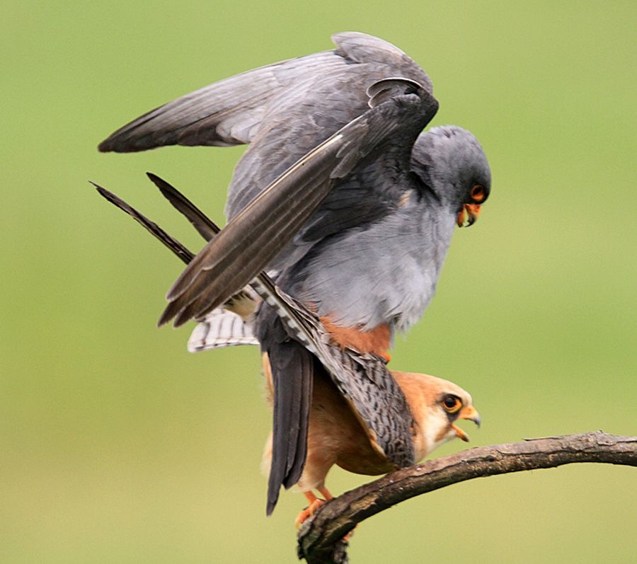 FALCONS      RED FOOTED  mating  HUNGARY.jpg