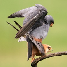 FALCONS      RED FOOTED  mating  HUNGARY.jpg