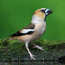 HAWFINCH  male  HUNGARY.jpg