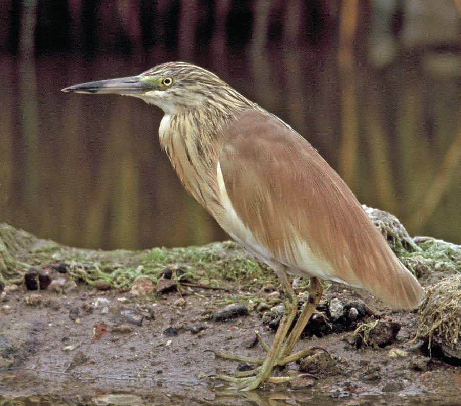 HERON..     SQUACCO.  LESVOS.JPG