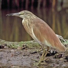 HERON..     SQUACCO.  LESVOS.JPG