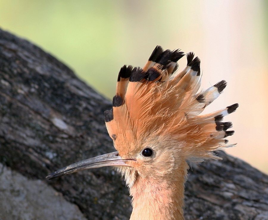 HOOPOE          crest up    SPAIN.jpg