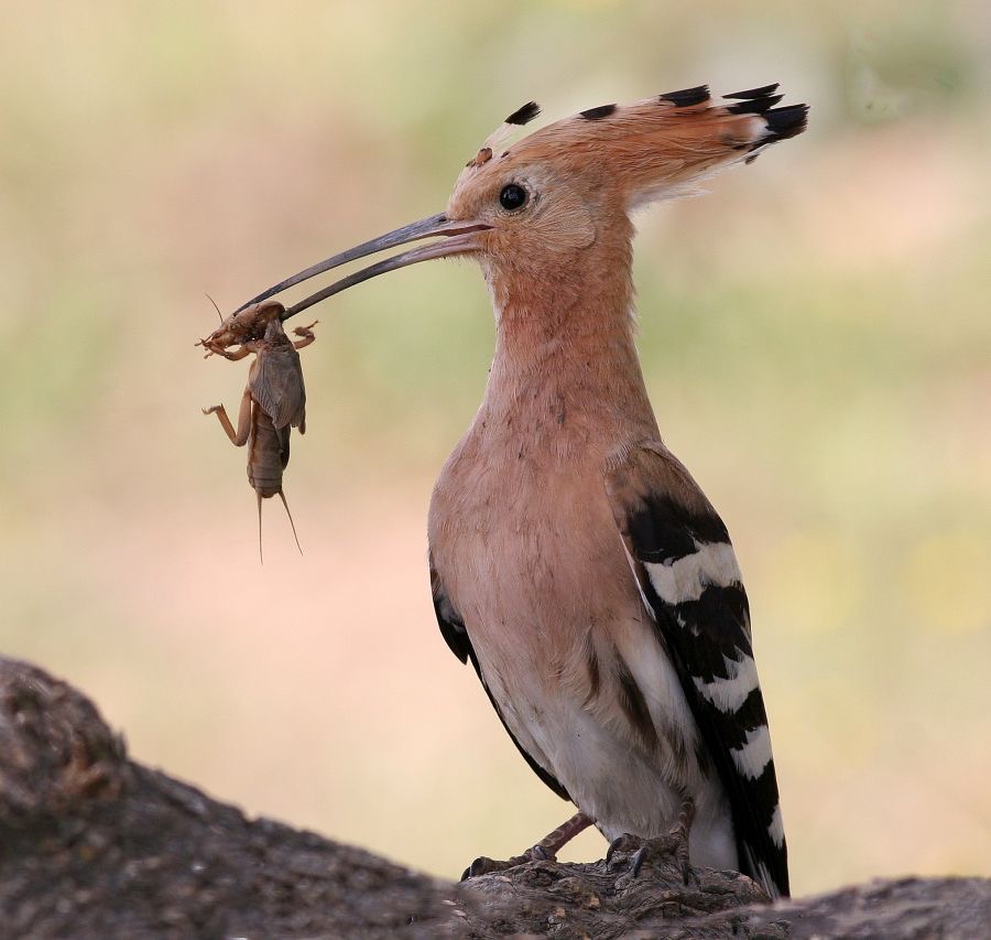 HOOPOE  with food   SPAIN.jpg
