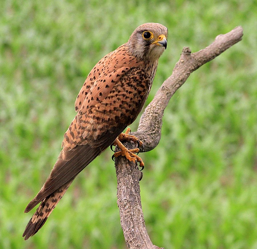 KESTREL       female  HUNGARY.jpg